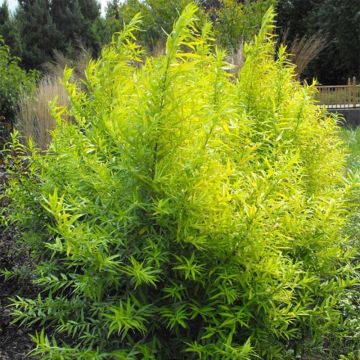 Salix sachalinensis Golden Sunshine - Salice dorato