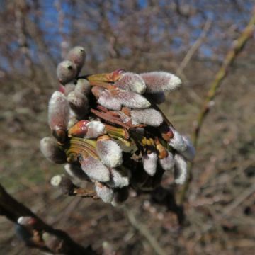 Salix sachalinensis Sekka