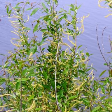 Salix triandra