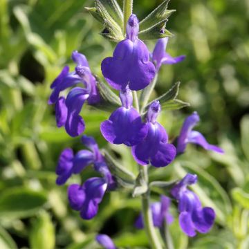 Salvia Delice Feline - Salvia arbustiva