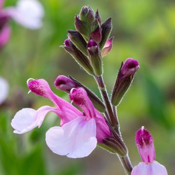 Salvia Dyson's Joy - Salvia arbustiva