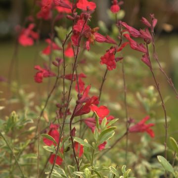 Salvia microphylla Caramba - Salvia arbustiva