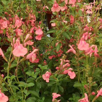 Salvia Papajan - Salvia arbustiva