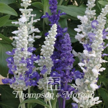 Salvia farinacea Seascape Mixed