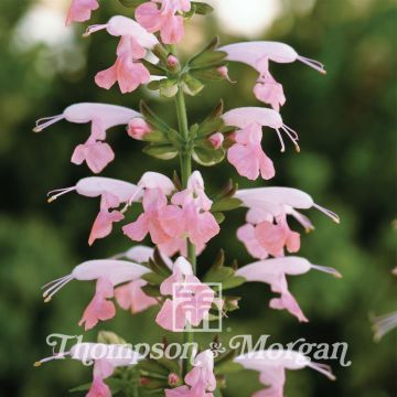 Salvia coccinea Summer Jewel Pink