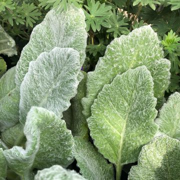 Salvia argentea