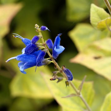 Salvia cacaliifolia - Vite blu