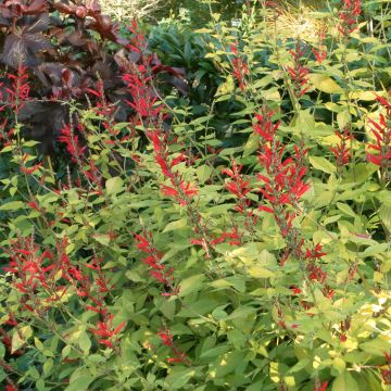 Salvia elegans Golden Delicious - Salvia ananas