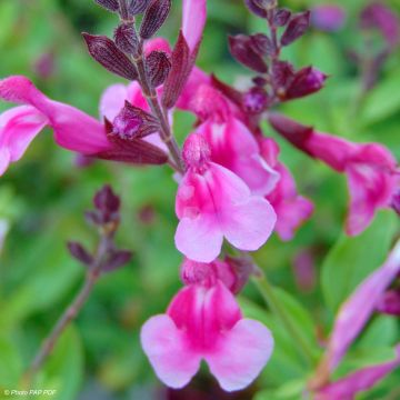 Salvia greggii Icing Sugar