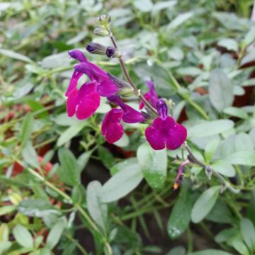 Salvia jamensis Violette de Loire - Salvia arbustiva