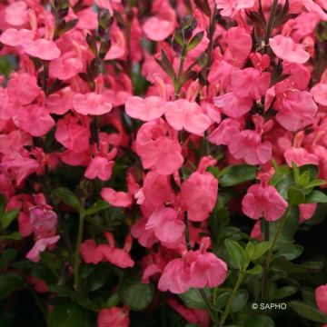 Salvia jamensis Pluenn - Salvia arbustiva