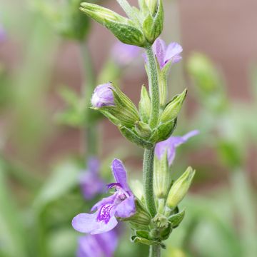 Salvia lavandulifolia - Salvia comune