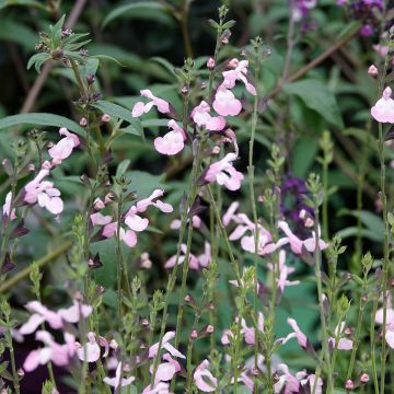 Salvia microphylla Anduus - Salvia arbustiva