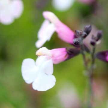 Salvia Delice Fiona - Salvia arbustiva