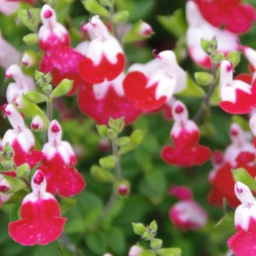 Salvia microphylla Little Kiss - Salvia arbustiva