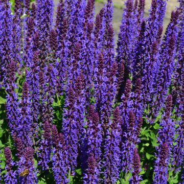 Salvia nemorosa Blue Bouquetta