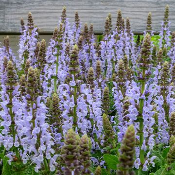 Salvia nemorosa Bumblesky