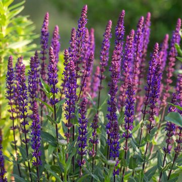 Salvia nemorosa Caradonna