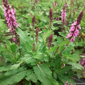 Salvia nemorosa Midnight Rose