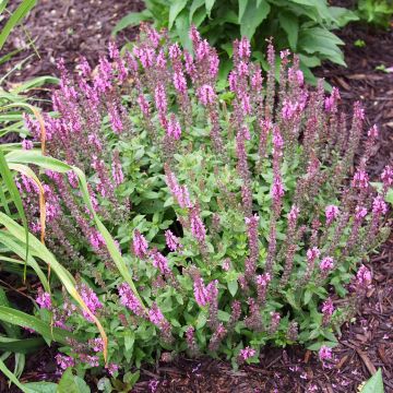 Salvia nemorosa Sensation Rose