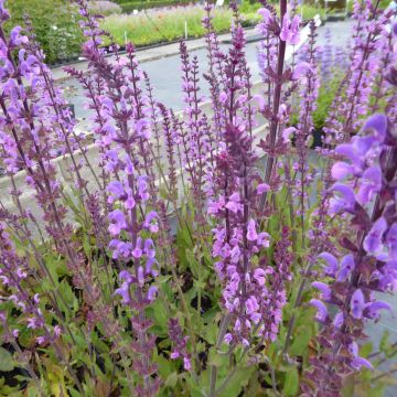 Salvia nemorosa Serenade