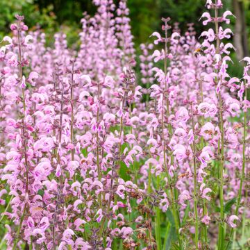 Salvia pratensis Eveline - Salvia dei prati