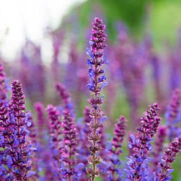 Salvia pratensis Lyrical Blues - Salvia dei prati