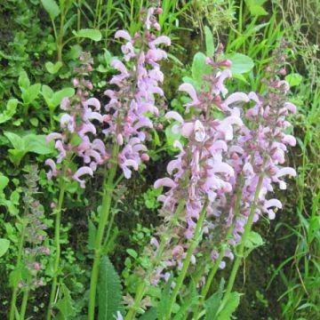 Salvia pratensis Pink Delight - Salvia dei prati