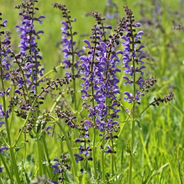 Salvia pratensis - Salvia dei prati