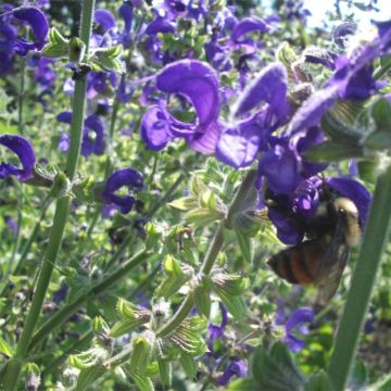 Salvia pratensis Twilight Serenade - Salvia dei prati