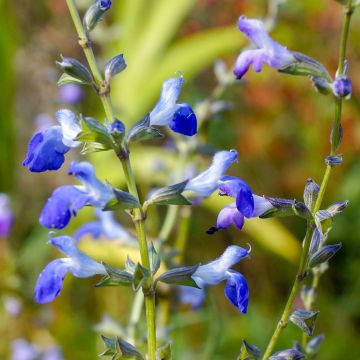 Salvia reptans West Texas form