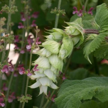 Salvia sclarea Vatican White - Salvia moscatella