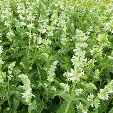 Salvia verticillata Alba - Salvia spuria