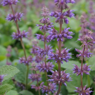 Salvia verticillata Endless Love - Salvia spuria