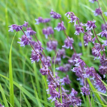 Salvia verticillata Hannay's Blue - Salvia spuria