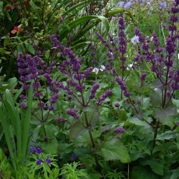 Salvia verticillata Purple Rain - Salvia spuria