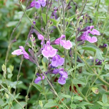 Salvia jamensis Carolus - Salvia arbustiva