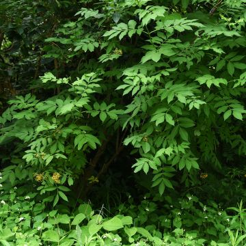 Sambuco nero Pendula