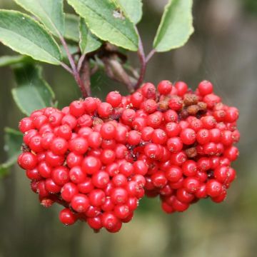 Sambucus racemosa - Sambuco rosso