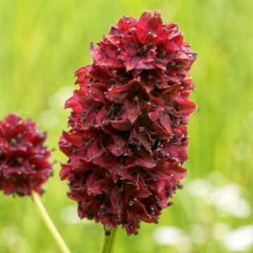 Sanguisorba Little Angel