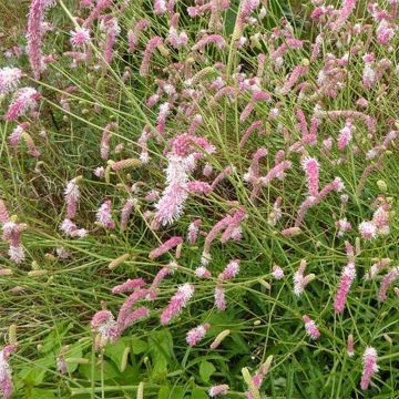 Sanguisorba hakusanensis Pink Brushes