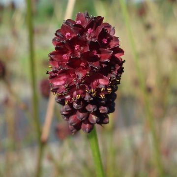 Sanguisorba officinalis Chocolate Tip - Salvastrella maggiore