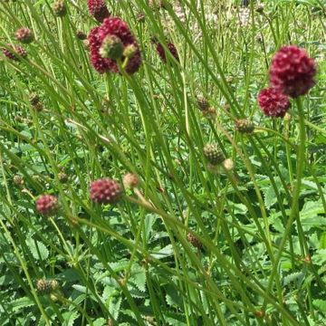 Sanguisorba officinalis Morning Select - Salvastrella maggiore