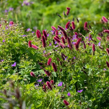 Sanguisorba officinalis Tanna - Salvastrella maggiore