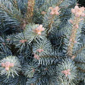 Abete delle rocce Compacta - Abies lasiocarpa var. arizonica