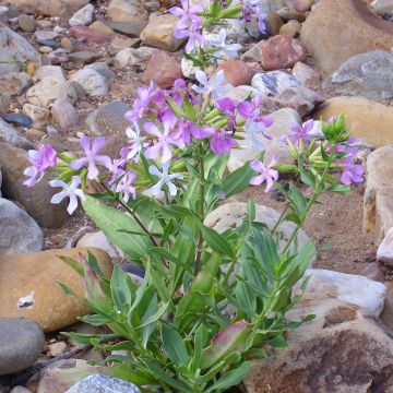 Saponaria officinalis - Saponaria comune