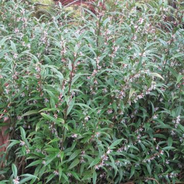 Sarcococca hookeriana var. digyna