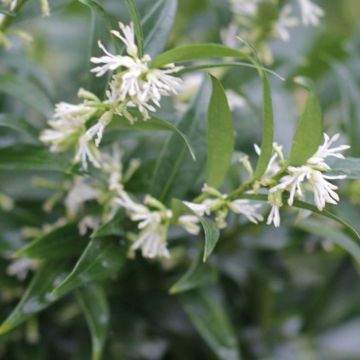 Sarcococca ruscifolia Dragon's gate