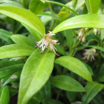 Sarcococca hookeriana var. humilis