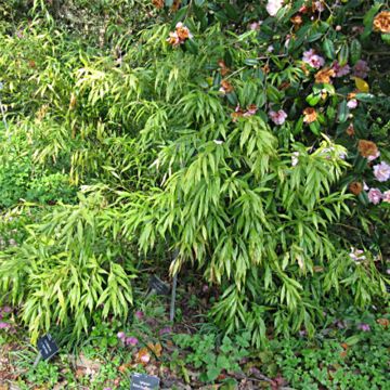 Sarcococca saligna